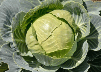 Bumper Cabbage Harvest in Stavropol: Over 330 Tons and Counting