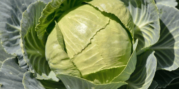 Bumper Cabbage Harvest in Stavropol: Over 330 Tons and Counting