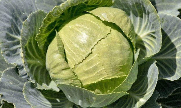 Bumper Cabbage Harvest in Stavropol: Over 330 Tons and Counting