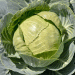 Bumper Cabbage Harvest in Stavropol: Over 330 Tons and Counting