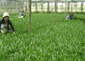 The Rise of Aromatic Herb Farming: A Successful Venture with Rau Ngò Gai in Khánh Hòa
