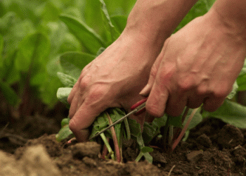 Spanish Agricultural Unemployment Drops by Nearly 7% in Q3 2024: What It Means for the Sector