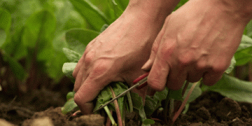 Spanish Agricultural Unemployment Drops by Nearly 7% in Q3 2024: What It Means for the Sector