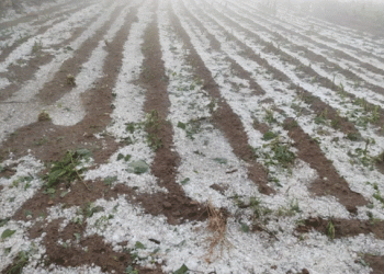 Severe Hailstorm Hits Tarija: Farmers Face Heavy Losses in Key Crops
