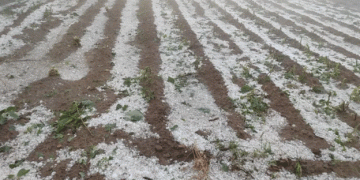 Severe Hailstorm Hits Tarija: Farmers Face Heavy Losses in Key Crops