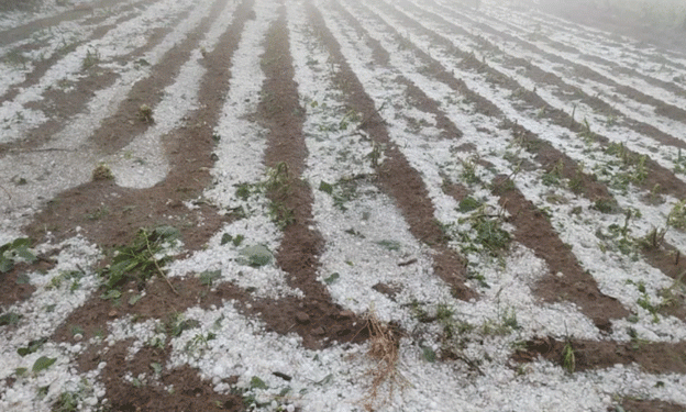 Severe Hailstorm Hits Tarija: Farmers Face Heavy Losses in Key Crops