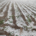 Severe Hailstorm Hits Tarija: Farmers Face Heavy Losses in Key Crops