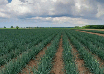 Turning the Tide: The Push for Mechanization in Seed Onion Cultivation
