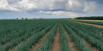 Turning the Tide: The Push for Mechanization in Seed Onion Cultivation