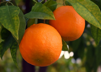 Valencia’s Citrus Orchards Face Uncertain Future After Devastating Floods