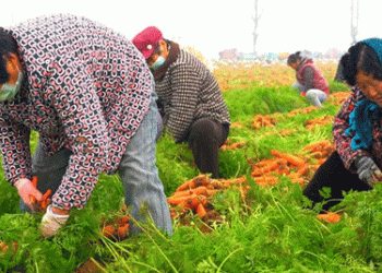 Shandong’s Thousand-Acre Carrot Harvest: A Model of Modernized Agriculture