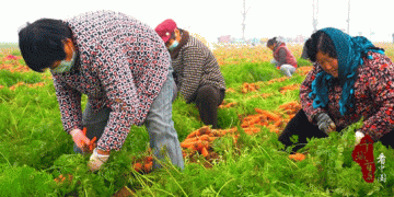 Shandong’s Thousand-Acre Carrot Harvest: A Model of Modernized Agriculture