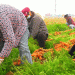 Shandong’s Thousand-Acre Carrot Harvest: A Model of Modernized Agriculture