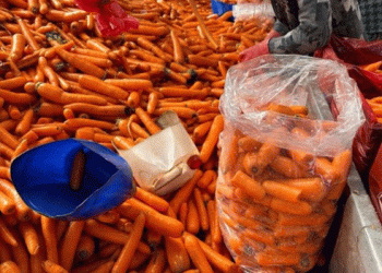 365 Days of Harvest: The Challenges Behind Beypazarı’s Iconic Carrot Industry