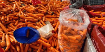 365 Days of Harvest: The Challenges Behind Beypazarı’s Iconic Carrot Industry