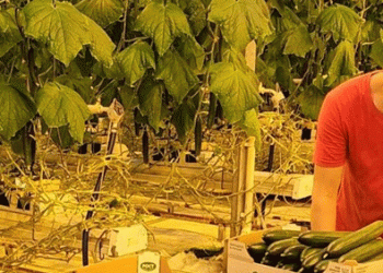 Kashira: Russia’s New Cucumber Capital in the Making