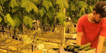 Kashira: Russia’s New Cucumber Capital in the Making