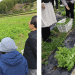Exploring Organic Farming in the Heart of Shizuoka: A Farm Tour and Lunch Experience