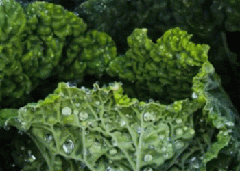 Save the Date: Vegetable Day 2025 – A Must-Attend Event for the Vegetable Industry