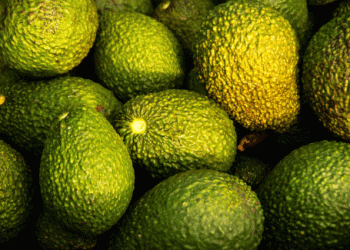 Colombia Hits Record High in Avocado Exports: What’s Driving the Growth?