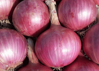 Onion Mandi Prices Drop by 50% Amid Fresh Arrivals: Impact on Farmers and Export Demand