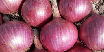 Onion Mandi Prices Drop by 50% Amid Fresh Arrivals: Impact on Farmers and Export Demand