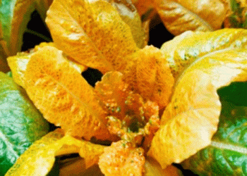 The Rise of “Super Golden Lettuce”: A Nutritional Breakthrough in Agriculture