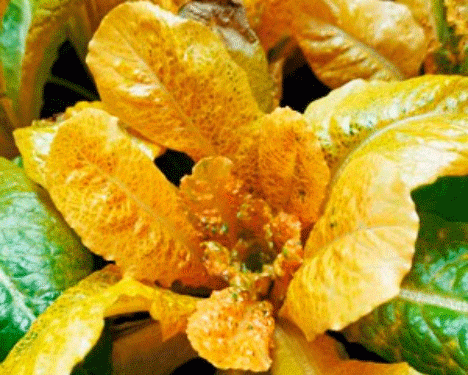 The Rise of “Super Golden Lettuce”: A Nutritional Breakthrough in Agriculture