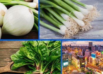 Vietnam’s Agricultural Exports to Japan: A Growing Opportunity for Onions and Spinach