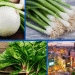 Vietnam’s Agricultural Exports to Japan: A Growing Opportunity for Onions and Spinach