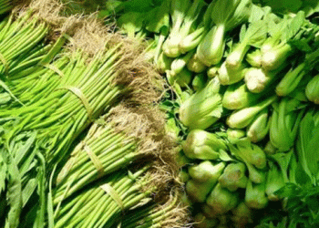 The Rollercoaster of Horticulture: Understanding Vegetable Price Crashes and Farmer Resilience in Krisik Pudak