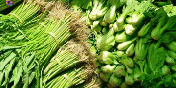 The Rollercoaster of Horticulture: Understanding Vegetable Price Crashes and Farmer Resilience in Krisik Pudak