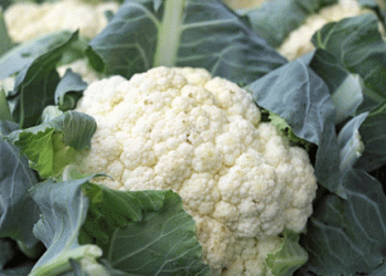 Transitioning Cauliflower Supply in Europe: A Seasonal Shift from the Netherlands to Spain