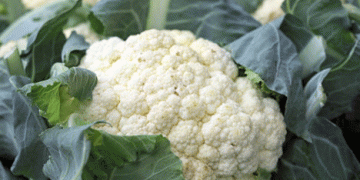 Transitioning Cauliflower Supply in Europe: A Seasonal Shift from the Netherlands to Spain