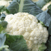 Transitioning Cauliflower Supply in Europe: A Seasonal Shift from the Netherlands to Spain