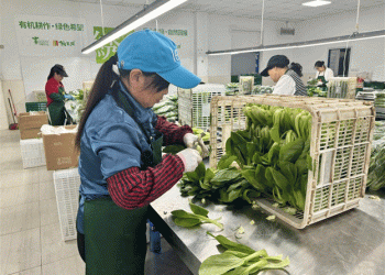 Organic Local Vegetables from Yexie Town: A Model for Sustainable Agriculture and Fresh Produce Supply