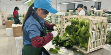 Organic Local Vegetables from Yexie Town: A Model for Sustainable Agriculture and Fresh Produce Supply