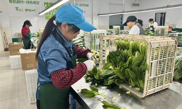 Organic Local Vegetables from Yexie Town: A Model for Sustainable Agriculture and Fresh Produce Supply