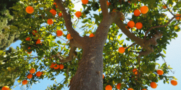 Valencian Oranges Make a Bold Return to European Markets