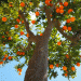 Valencian Oranges Make a Bold Return to European Markets