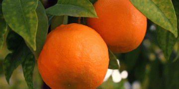 Alarm in Mallorca: Discovery of Unauthorized Pesticides in Imported Fruits and Vegetables