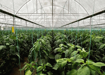 Turkey Ready to Increase Fruit and Vegetable Exports to Russia: A Strategic Partnership in Agriculture