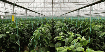 Turkey Ready to Increase Fruit and Vegetable Exports to Russia: A Strategic Partnership in Agriculture