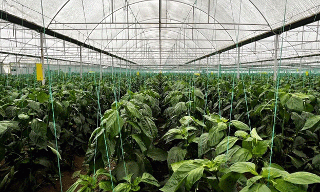 Turkey Ready to Increase Fruit and Vegetable Exports to Russia: A Strategic Partnership in Agriculture