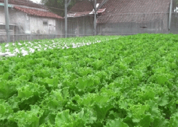 Turning Unproductive Land into Profits: Ahmad Rofi’s Hydroponic Success Story
