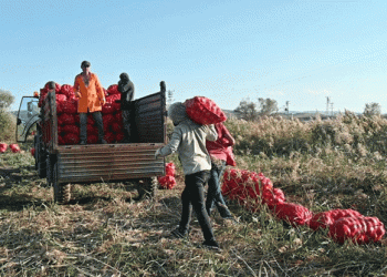 Onion Overproduction Crisis in Yozgat: Farmers Struggle with Market Saturation and Rising Costs
