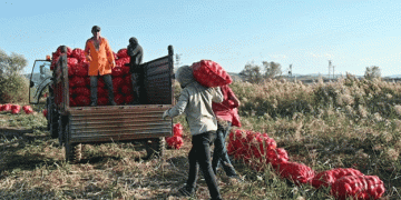 Onion Overproduction Crisis in Yozgat: Farmers Struggle with Market Saturation and Rising Costs