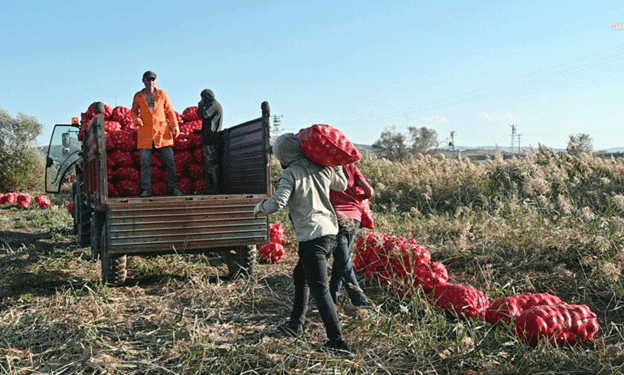 Onion Overproduction Crisis in Yozgat: Farmers Struggle with Market Saturation and Rising Costs