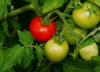 Winter Tomato Harvest in Turkey’s Mersin: A Success Story for Farmers and Export Markets