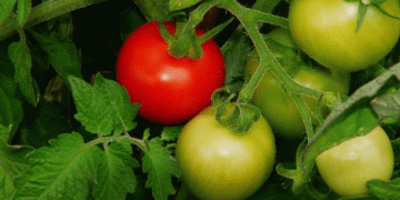 Winter Tomato Harvest in Turkey’s Mersin: A Success Story for Farmers and Export Markets